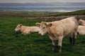 Cows grazing on the Cliffs of Moher, County Clare Royalty Free Stock Photo