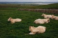 Cows grazing on the Cliffs of Moher, County Clare Royalty Free Stock Photo