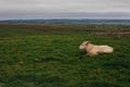 Cows grazing on the Cliffs of Moher, County Clare Royalty Free Stock Photo