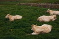 Cows grazing on the Cliffs of Moher, County Clare Royalty Free Stock Photo