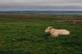 Cows grazing on the Cliffs of Moher, County Clare Royalty Free Stock Photo