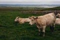 Cows grazing on the Cliffs of Moher, County Clare Royalty Free Stock Photo