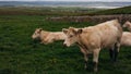 Cows grazing on the Cliffs of Moher, County Clare Royalty Free Stock Photo