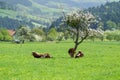 Cows grazing in countryside Royalty Free Stock Photo