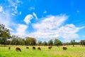 Cows grazing on a dairy farm in Adelaide Hills Royalty Free Stock Photo