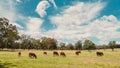 Cows grazing on a dairy farm in Adelaide Hills Royalty Free Stock Photo