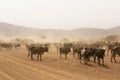 Cows grazing in the desert Namib Namibia Africa