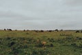 Cows grazing in the distance in a field Mendip Hills, UK