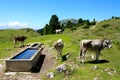 Cows grazing, Dolomites, Italy Royalty Free Stock Photo