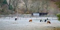 Cows grazing early morning on frost covered grass Royalty Free Stock Photo