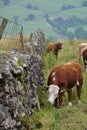 Cows grazing in English countryside Royalty Free Stock Photo