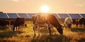 Cows grazing in the evening sun in front of solar panels Royalty Free Stock Photo