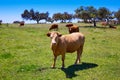 Cows grazing in Extremadura Dehesa Spain Royalty Free Stock Photo