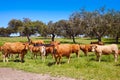 Cows grazing in Extremadura Dehesa Spain Royalty Free Stock Photo