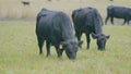 Cows grazing on farm. Black cow grazing in meadow. Animal husbandry. Selective focus.