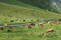Cows grazing farm in mountains alpine green valley Royalty Free Stock Photo