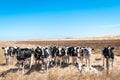 Cows grazing on the farm in rural SA Royalty Free Stock Photo