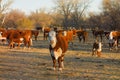 Cows grazing at a farm in the united states