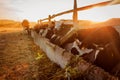 Cows grazing on farm yard at sunset. Cattle eating grass and walking outdoors at sunset. Farming and agriculture