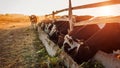 Cows grazing on farm yard at sunset. Cattle eating grass and walking outdoors at sunset. Farming and agriculture Royalty Free Stock Photo