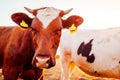 Cows grazing on farm yard at sunset. Cattle eating and walking outdoors. Close-up of brown cow