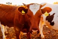 Cows grazing on farm yard at sunset. Cattle eating and walking outdoors. Close-up of brown cow