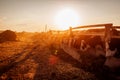 Cows grazing on farm yard at sunset. Cattle eating and walking outdoors