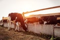 Cows grazing on farm yard at sunset. Cattle eating and walking outdoors Royalty Free Stock Photo