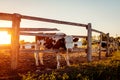 Cows grazing on farm yard at sunset. Cattle eating and walking outdoors.