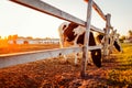 Cows grazing on farm yard at sunset. Cattle eating and walking outdoors. Royalty Free Stock Photo