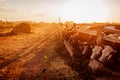 Cows grazing on farm yard at sunset. Cattle eating and walking outdoors Royalty Free Stock Photo