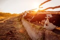 Cows grazing on farm yard at sunset. Cattle eating and walking outdoors Royalty Free Stock Photo