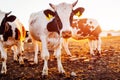 Cows grazing on farm yard at sunset. White and black and brown cattle eating and walking outdoors. Royalty Free Stock Photo