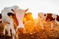 Cows grazing on farm yard at sunset. White and black and brown cattle eating and walking outdoors. Royalty Free Stock Photo