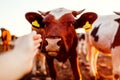 Cows grazing on farm yard at sunset. White and black and brown cattle eating and walking outdoors. Farmer touching cow Royalty Free Stock Photo