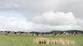 Cows grazing in farmland pastures in New Zealand. Royalty Free Stock Photo