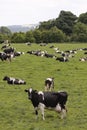 Cows in grazing field