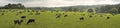 Cows grazing in field Royalty Free Stock Photo