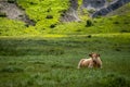 Cows grazing in field in afternoon in countryside. Greek rural landscape with free range cattle grazing in a pasture Royalty Free Stock Photo