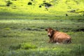 Cows grazing in field in afternoon in countryside. Greek rural landscape with free range cattle grazing in a pasture Royalty Free Stock Photo