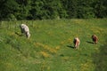 Grazing cows in a field with blooming buttercups and cow parsley in spring. Royalty Free Stock Photo