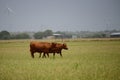 Cows in grazing in a field. Cow on pasture. Royalty Free Stock Photo