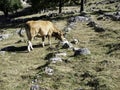 Cows grazing field Royalty Free Stock Photo