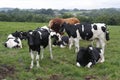 Cows grazing in field