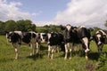 Cows grazing in field