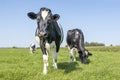 Cows grazing in a field, frisian holstein, standing in a pasture under a blue sky and horizon over land Royalty Free Stock Photo