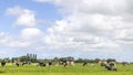 Cows grazing in the field, a group peaceful and sunny, a herd in Dutch landscape and wide blue sky with white clouds Royalty Free Stock Photo