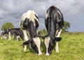 Cows grazing in a field, happy and joyful and a blue sky, heifer eating next to each other in a green meadow Royalty Free Stock Photo