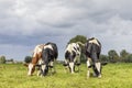 Cows grazing in a field, happy and joyful and a blue sky, heifer eating in a row next to each other in a green meadow Royalty Free Stock Photo