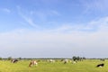Cows grazing in field landscape, peaceful and happy, a group in Dutch pasture of flat land with a blue sky Royalty Free Stock Photo